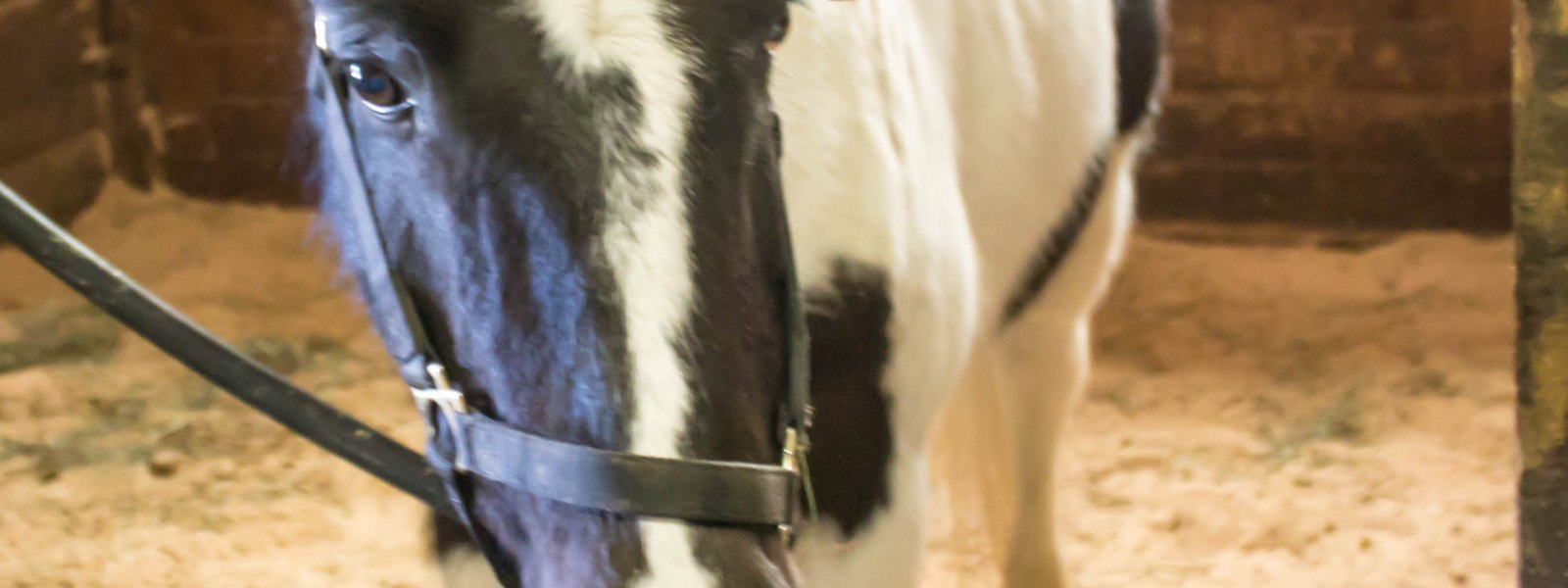 Lease a horse in Kent, Washington